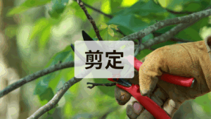 剪定